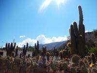 Spaziergang durch das Kakteenlabyrinth