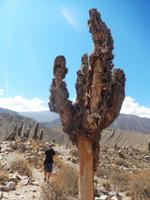 zerfallender Kaktus, das Kateenholz wird sichtbar