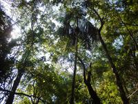 Im subtropischem Regenwald