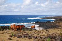 Pferde auf der Osterinsel