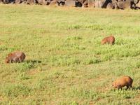 Wasserschweine am Itaipu