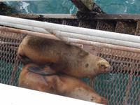 Seelöwen in Puerto Madryn