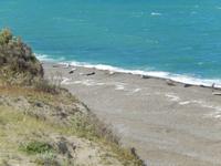 Seelöwen an der Punta Delgada