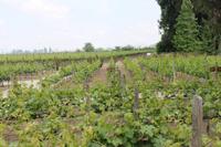 Weinprobe im Maipo-Tal 