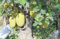 Rio de Janeiro - Stadtrundfahrt - Zuckerhut