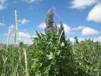 Socaire - Andendorf (Quinoa - Andenreis)
