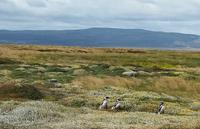 Punta Arenas - Pinguinen - Kreuzfahrt Südamerika – Umrundung Kap Hoorn