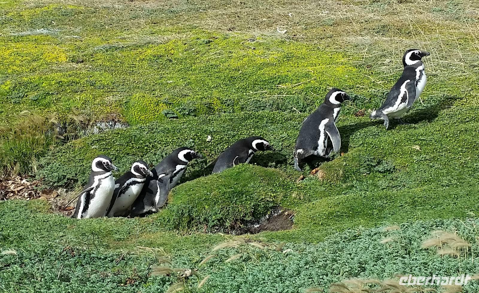 Punta Arenas - Pinguinen - Kreuzfahrt Südamerika – Umrundung Kap Hoorn