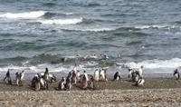 Punta Arenas - Pinguinen - Kreuzfahrt Südamerika – Umrundung Kap Hoorn