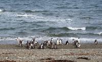 Punta Arenas - Pinguinen - Kreuzfahrt Südamerika – Umrundung Kap Hoorn
