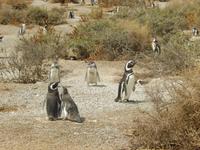 Pinguinen - Halbinsel Valdes - Argentinien - Kreuzfahrt Südamerika – Umrundung Kap Hoorn