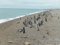 Pinguinen - Halbinsel Valdes - Argentinien - Kreuzfahrt Südamerika – Umrundung Kap Hoorn