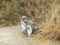 Pinguinen - Halbinsel Valdes - Argentinien - Kreuzfahrt Südamerika – Umrundung Kap Hoorn