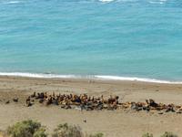 Seelöwen - Halbinsel Valdes - Argentinien - Kreuzfahrt Südamerika – Umrundung Kap Hoorn
