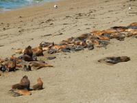 Seelöwen - Halbinsel Valdes - Argentinien - Kreuzfahrt Südamerika – Umrundung Kap Hoorn