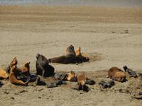 Seelöwen - Halbinsel Valdes - Argentinien - Kreuzfahrt Südamerika – Umrundung Kap Hoorn