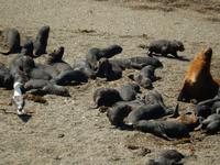 Seelöwen - Halbinsel Valdes - Argentinien - Kreuzfahrt Südamerika – Umrundung Kap Hoorn