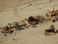 Seelöwen - Halbinsel Valdes - Argentinien - Kreuzfahrt Südamerika – Umrundung Kap Hoorn