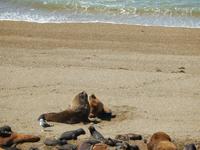 Seelöwen - Halbinsel Valdes - Argentinien - Kreuzfahrt Südamerika – Umrundung Kap Hoorn