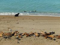 Seelöwen - Halbinsel Valdes - Argentinien - Kreuzfahrt Südamerika – Umrundung Kap Hoorn