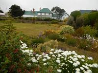 Falkland Inseln - Kreuzfahrt Südamerika – Umrundung Kap Hoorn