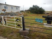 Falkland Inseln - Kreuzfahrt Südamerika – Umrundung Kap Hoorn