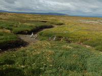 Feuerland - Kreuzfahrt Südamerika – Umrundung Kap Hoorn