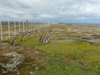 Feuerland - Kreuzfahrt Südamerika – Umrundung Kap Hoorn
