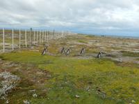 Feuerland - Kreuzfahrt Südamerika – Umrundung Kap Hoorn
