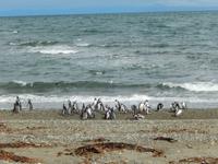 Feuerland - Kreuzfahrt Südamerika – Umrundung Kap Hoorn
