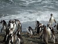 Feuerland - Kreuzfahrt Südamerika – Umrundung Kap Hoorn