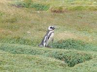 Feuerland - Kreuzfahrt Südamerika – Umrundung Kap Hoorn