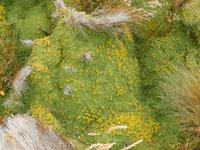 Feuerland - Kreuzfahrt Südamerika – Umrundung Kap Hoorn