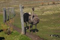 Strauß-Paar auf der Nandu-Farm