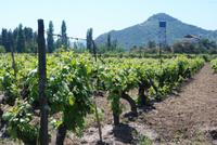 Besuch im Casa Silva Weingut