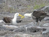 Albatrosse