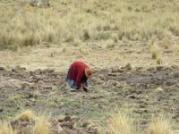 Altiplano (4)