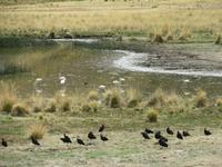 Altiplano (6)