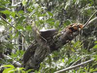 Amazonas-Regenwald: Anakonda
