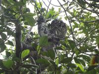 Amazonas-Regenwald: Faultier