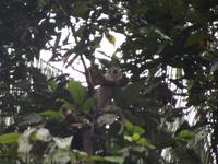 Amazonas-Regenwald: Totenkopfäffchen