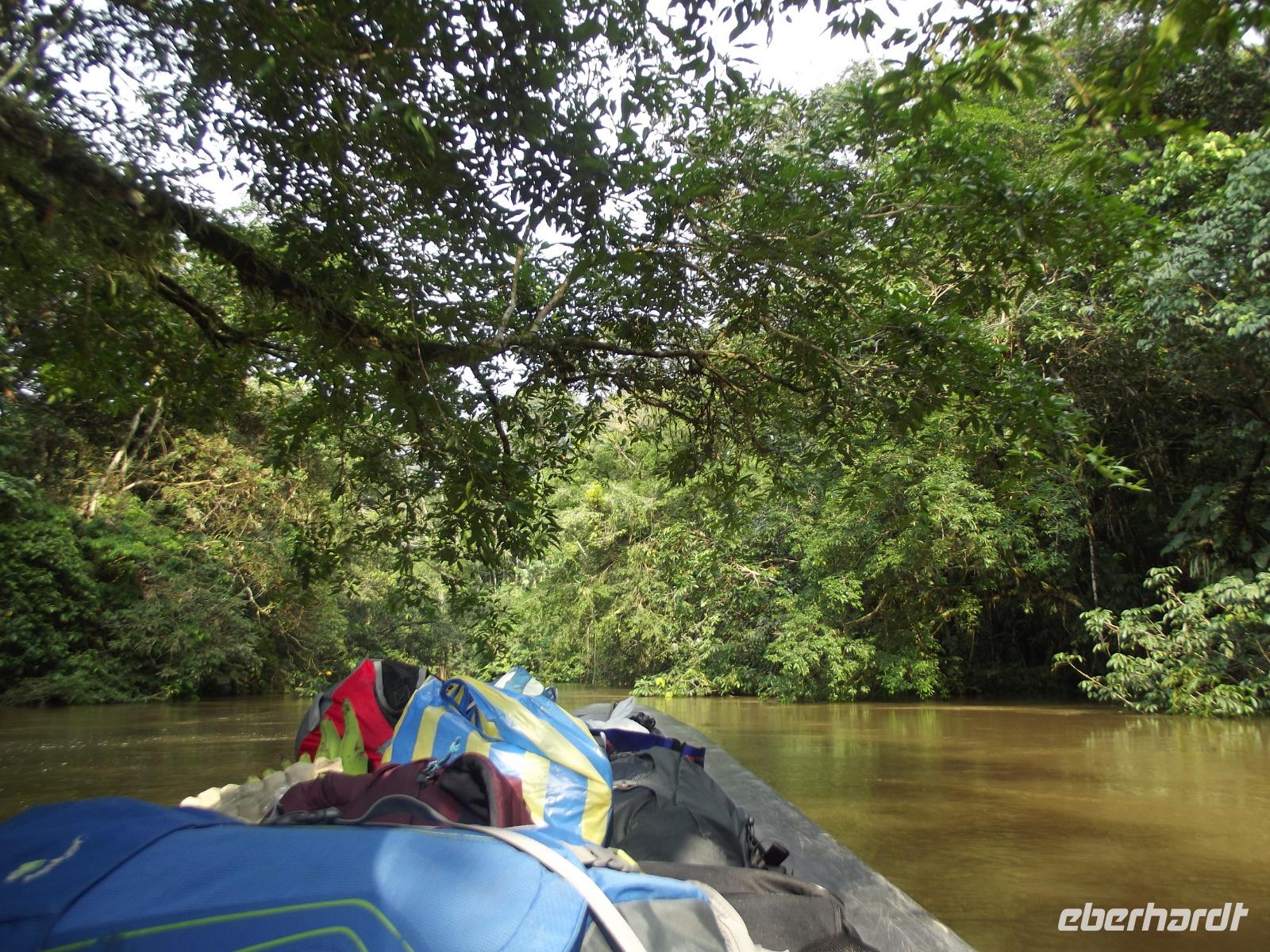 Amazonas-Regenwald