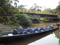 Amazonas-Regenwald