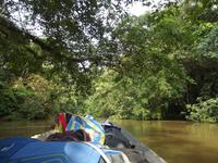 Amazonas-Regenwald