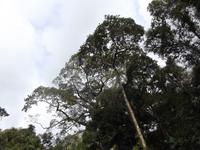 Amazonas-Regenwald