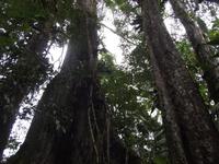 Amazonas-Regenwald
