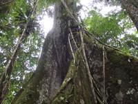 Amazonas-Regenwald