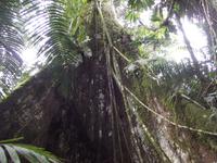 Amazonas-Regenwald