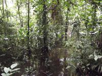 Amazonas-Regenwald