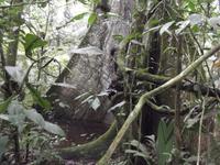 Amazonas-Regenwald